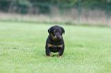 BEAUCERON - PUPPIES 379